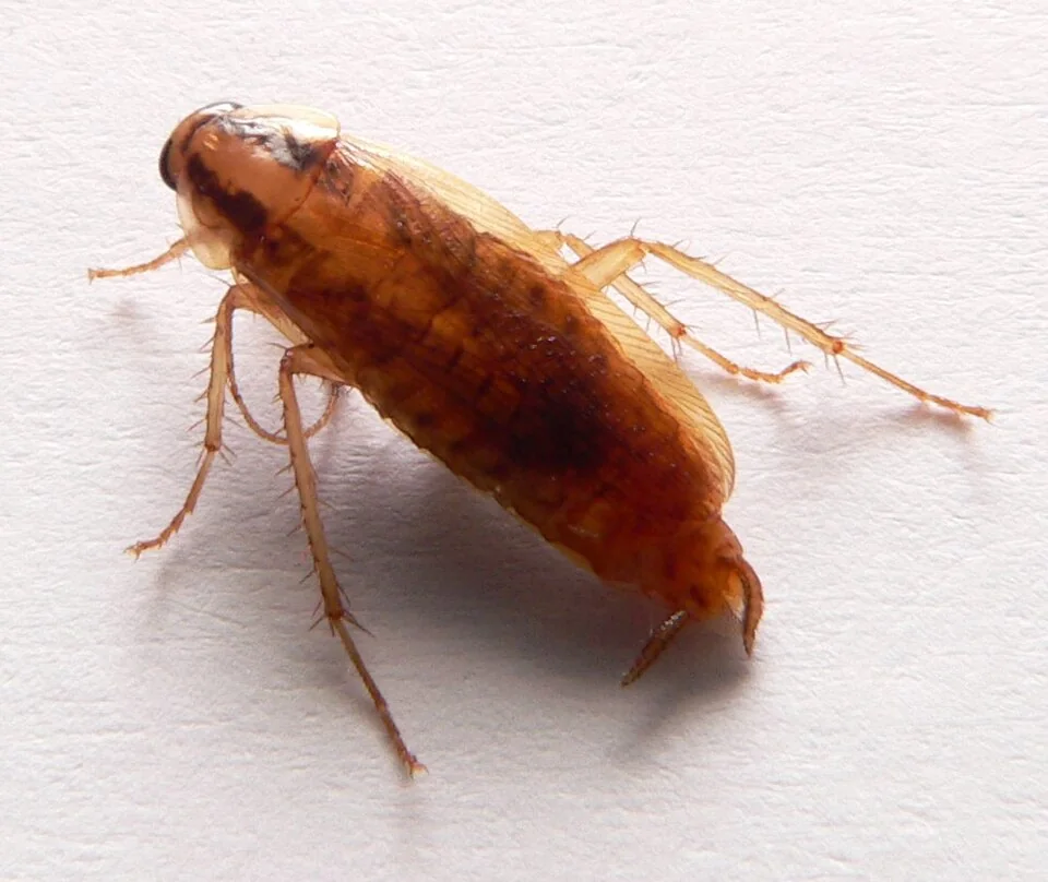 Cucaracha vista de cerca sobre una superficie clara