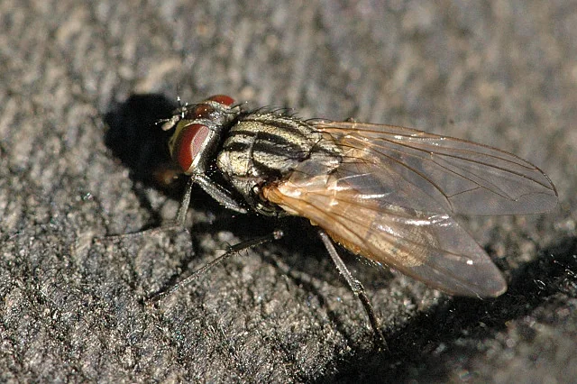 Mosca doméstica vista de cerca