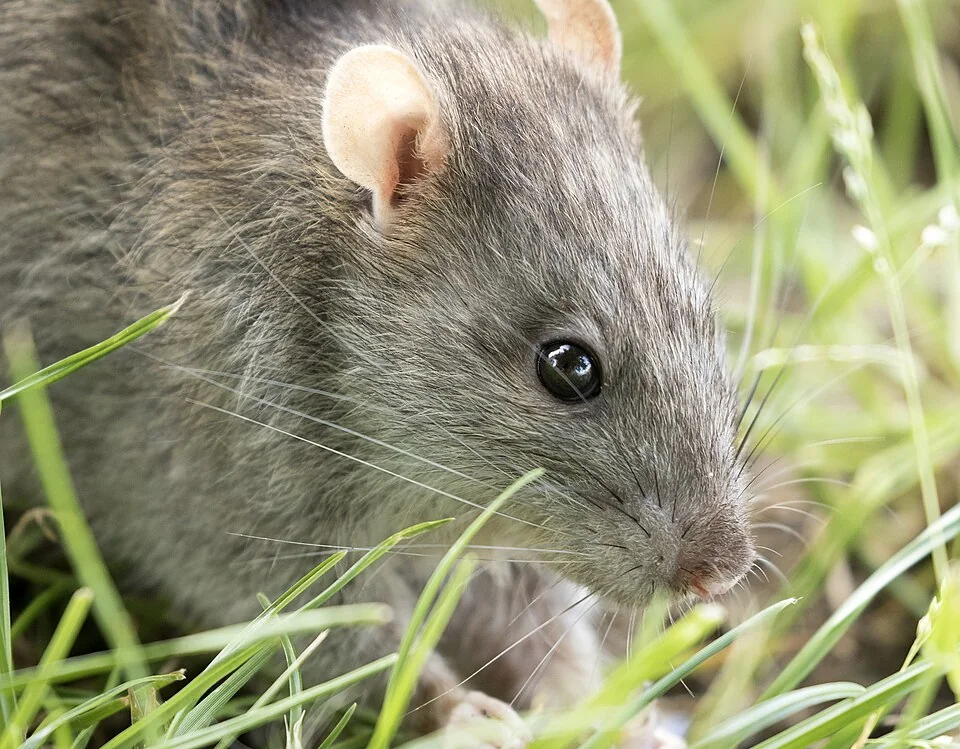 Rata parda fotografiada entre la vegetación